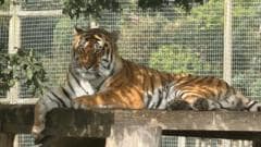 Wildlife park remains closed after fatal tiger attack